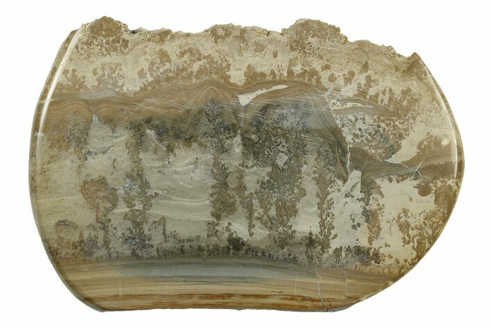 Triassic Aged Stromatolite Fossil - England #242029